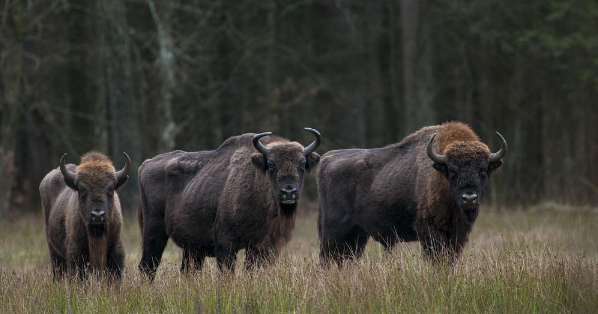 Wild Poland: Tracking Poland’s Majestic Animals | Article | Culture.pl